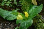 PICTURES/Sol Duc - Ancient Groves/t_Yellow Plant3.JPG